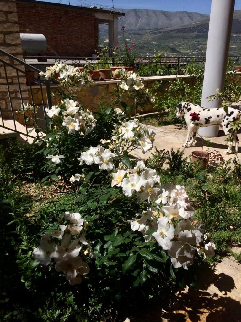Guesthouse Villa Rosa ベラト 部屋 写真